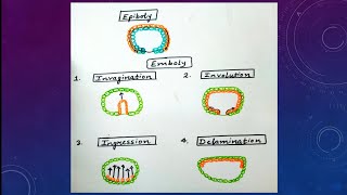 GastrulationMorphogenetic movementsEpibolyEmbolyInvaginationInvolutionIngressionDelamination [upl. by Ponzo]