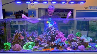 Simple Reefing makes for Best Coral Growth and Color [upl. by Zoarah]