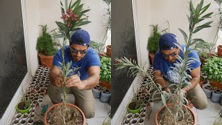 How to braid a plant Oleander कनेर Nerium oleander [upl. by Isyak666]