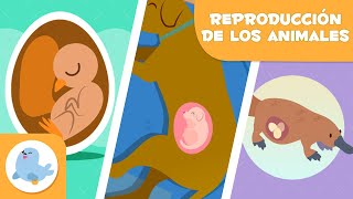 REPRODUCCIÓN de los ANIMALES 🐶🐦 SEXUAL Y ASEXUAL 🥚🤰🏻 OVÍPAROS VIVÍPAROS Y OVOVIVÍPAROS [upl. by Ferree]