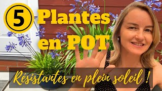 5 plantes en pot résistantes en plein soleil [upl. by Nnaeiluj]