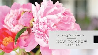 How to Grow Peonies  Growing Peonies in your Garden [upl. by Finegan]