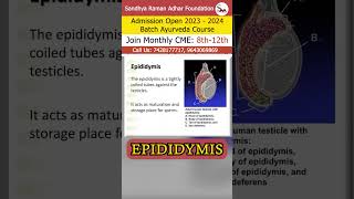 Epididymis  Sandhya Raman Adhar Foundation [upl. by Wilhelm667]