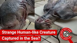 FACT CHECK Viral Video Shows Strange Humanlike Creature Captured in the Sea [upl. by Magree]