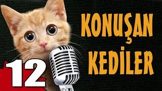 Konuşan Kediler 12  En Komik Kedi Videoları [upl. by Aima]