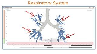 ResistanceVolume graph in whole body plethysmography Information [upl. by Ayocal]