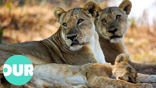 The Incredible Lives of Two Lion Prides in Zambia  Our World [upl. by Oivlis]