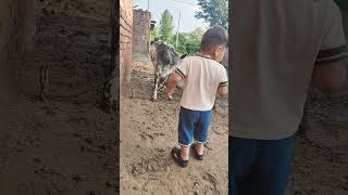 Beautiful 🐄 cow bitten by Rehan funny noorofficial comedyfilms comedy cow shorts shortsvideo [upl. by Devine990]