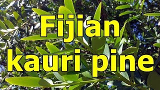 Fijian kauri pine Agathis macrophylla HD Video 01 [upl. by Lukin]