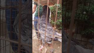 মিরপুর১হাটে কিংকবুতরেরদাম pigeon foryou foryoupage short shorts viral virals viralvideo [upl. by Odnanreh]