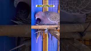 American pigeon wild pigeon red head pigeon guarding nest rotanafarm pigeon pigeonnest 764 [upl. by Cacie]