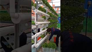 Hydroponic farming at home with plastic pipes  hydroponic gardening at home [upl. by Lleder134]