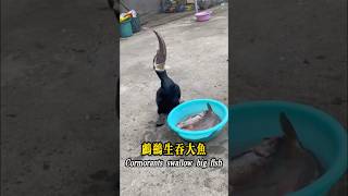 鸕鷀生吞大魚Cormorants eat big fish alive cormorant [upl. by Pang]