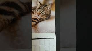 Watching the World Go By  Cat Calendar  Tuesday July 16 2024 [upl. by Ripp]