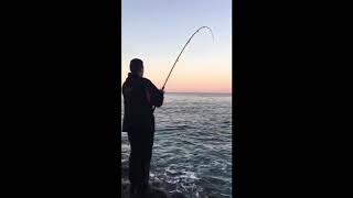 Palms Shore Gun Evolv 103xh bl Daiwa Saltiga 4500h Amberjack 4700gr [upl. by Haggar]