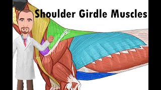 Shoulder Girdle Muscles of the dog [upl. by Ahseinaj784]