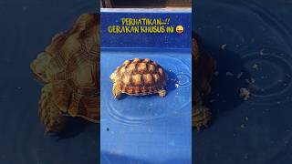 Funny and Cute Animals  Sulcata Tortoise [upl. by Gwenore]