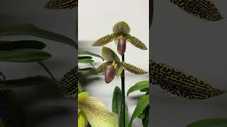 paphiopedilum blooming in October [upl. by Jade951]