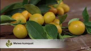 Growing calamondins kumquats Kaffir lime Trisha Shirey Central Texas Gardener [upl. by Glanville]