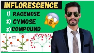 Inflorescence and its types  Racemose Cymose and Compound  11th Biology [upl. by Ahsata280]