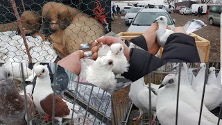 Rynek Targ Łomża 🕊🐓🐇🐦🐥🐶pigeon kury króliki papugi bażanty psy ceny [upl. by Auoz]