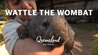 Meet Wattle the wombat at Australia Zoo [upl. by Alaric]