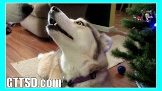 Siberian Husky Howl Duet Singing Howling Huskies Snow Dog Short 36 [upl. by Feliza]