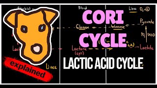 Lactate cycle Cori cycle LDH function The logic of Lactic acid cycle Biochemistry for Step 1 [upl. by Sidnak]