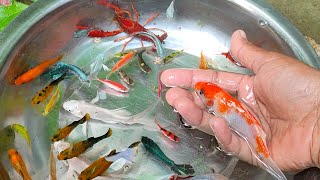 Find Colorful Ornamental fish Goldfish betta fish Catfish lobster koi fish animals Videos [upl. by Salema]