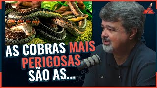 DIFERENÇAS entre as COBRAS [upl. by Jaquelin]