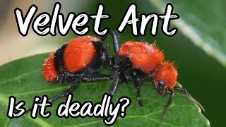 Are Velvet Ants Deadly [upl. by Natye822]