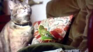 Cat and Budgie Freeview advert [upl. by Yasmar]