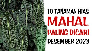 10 Tanaman Hias MAHAL Paling dicari di Bulan Desember 2023 [upl. by Metcalf]