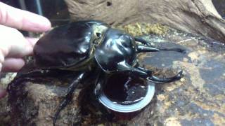 HD Megasoma actaeon love Beetle Jelly from Kingdom of Beetle Taiwan origin PeruMP4 [upl. by Ratcliffe]