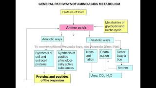 Amino acid metabolism [upl. by Klemperer]