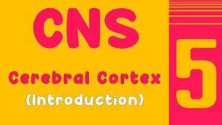 Lecture 5 part 1  introduction to cerebral cortex [upl. by Ahtenek480]