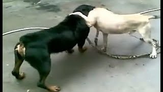 Rottweiler Attacks a Dog [upl. by Martina360]