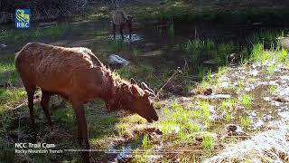 RBC Foundation is helping the Nature Conservancy of Canada  15s [upl. by Ainsley]