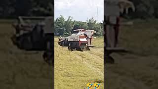 Rice harvester buhayprobinsya shortvideo rice asmr [upl. by Gylys]