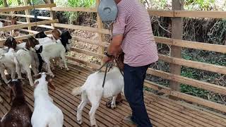 Posisioning menimbang kambing yang benar dengan timbang gantung [upl. by Aihsemat]