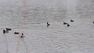 Hooded Mergansers calling [upl. by Kcirdot]