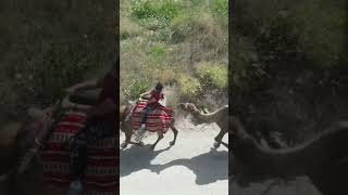 Camel Ride in Cappadocia Turkey [upl. by Carbrey]