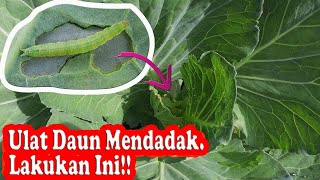 Pengendalian Ulat Daun Kubis  Plutella xylostella  Tumpangsari Kubis  Rotasi Tanaman [upl. by Aseram]