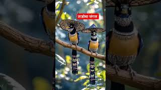 Tadoba tour naturelovers tadobatour birdslover [upl. by Sarad]