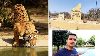 Sariska Tiger Reserve  Best time to Visit  Sterling Sariska Honest Review  Sariska Episode 1 [upl. by Valiant]