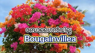 Pruning procedure of Bougainvillea  കടലാസ് ചെടികൾ പരിപാലനം എങ്ങനെ   Bougainvillea replant tips [upl. by Philipa]