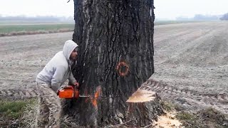 Incredible Fastest Skill Huge Tree Felling With Chainsaw Dangerous Stihl Chainsaw Cutting Tree Down [upl. by Eelram]