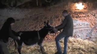 Donkeys behaving not so good and their farrier [upl. by Jurgen715]