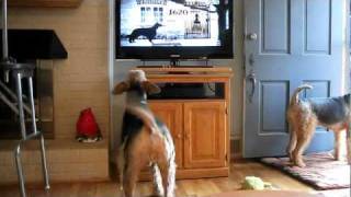 Airedales Reno Jovie amp Rosie watching TV [upl. by Lemuel420]