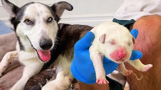 Helping My Pregnant Husky Give Birth to 9 Puppies [upl. by Esilahc]